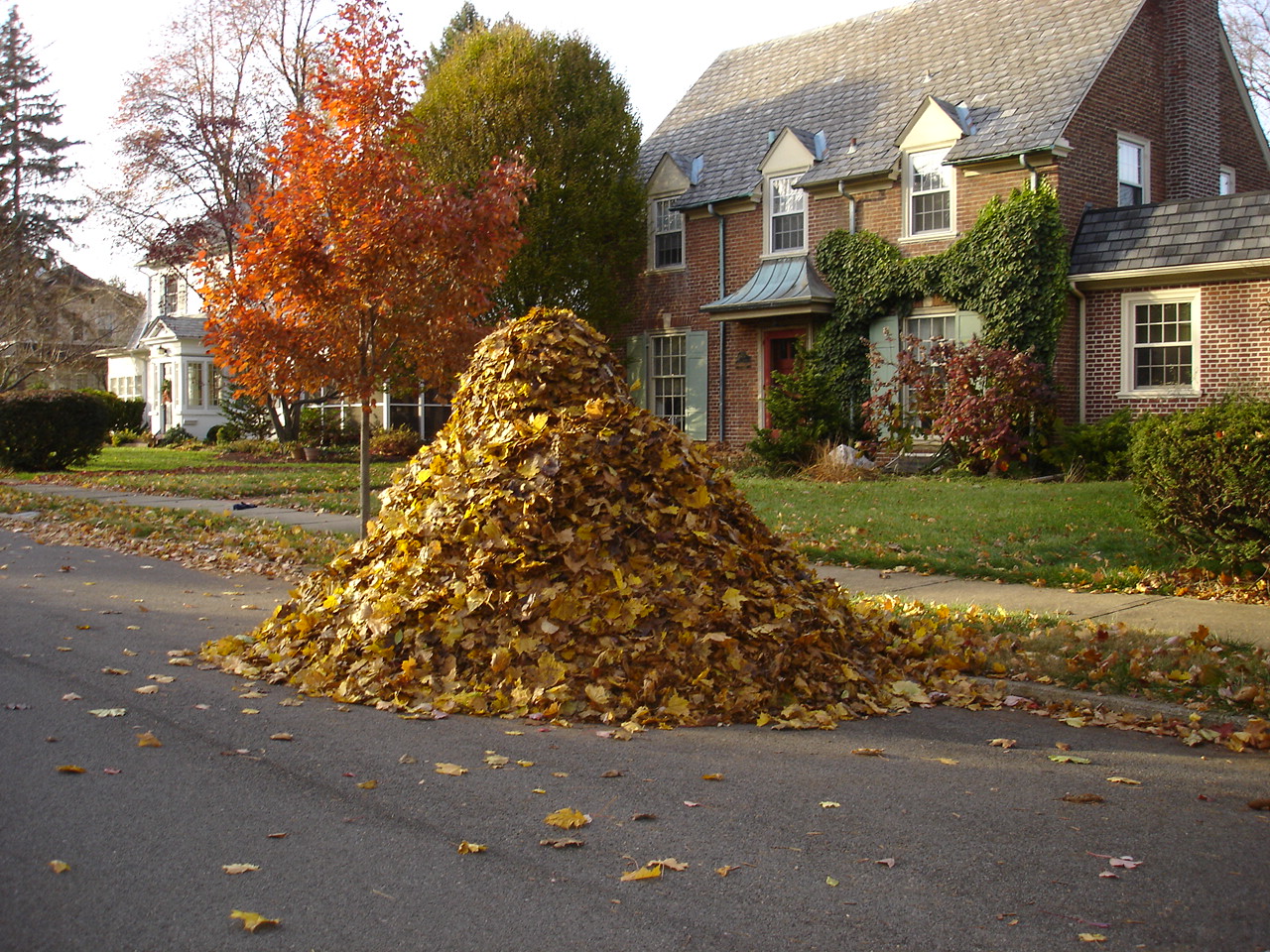 street-leaf-pile.jpg